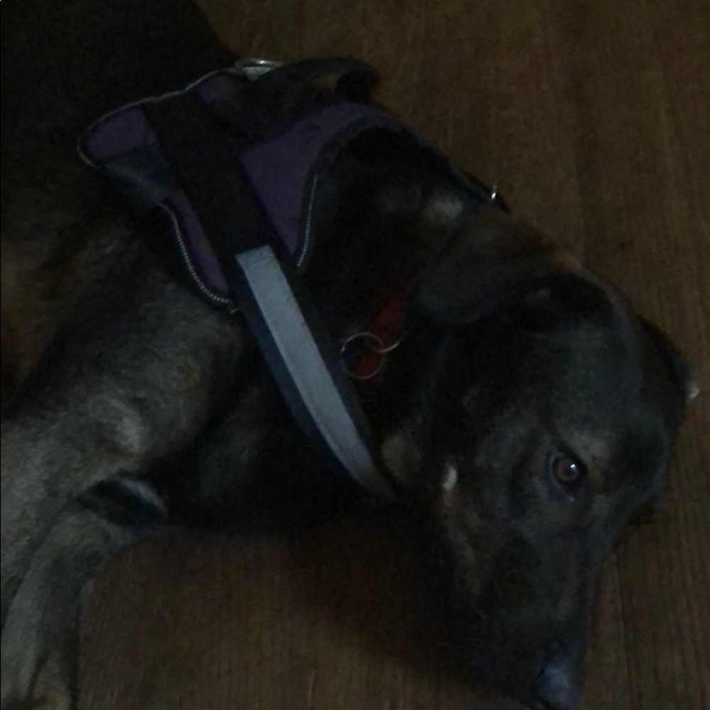 Bolux dog harness - Picture 2 of 4